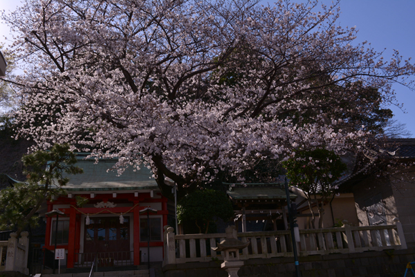 130321 sakura 1 DSC_0749.jpg